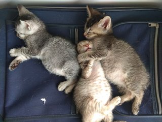 The three of them cuddling