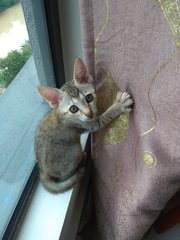 Lily playing with the curtains