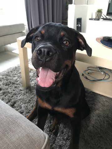 Zeus  - Rottweiler Dog