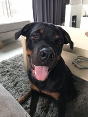 Zeus  - Rottweiler Dog