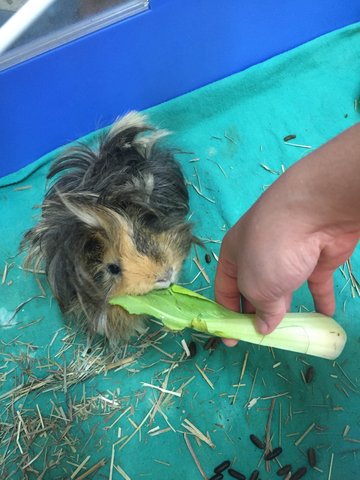 Charlie - Guinea Pig Small & Furry