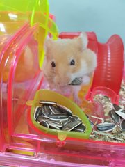 Hammy eating sunflower seeds