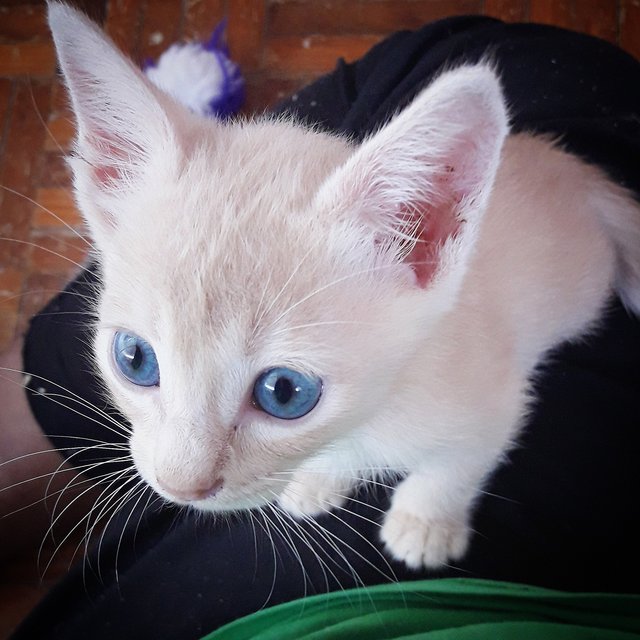 ❤ Zenith Flash ❤ - Russian Blue + Domestic Short Hair Cat