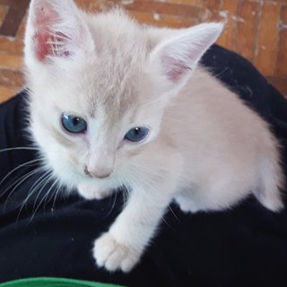 ❤ Zenith Flash ❤ - Russian Blue + Domestic Short Hair Cat