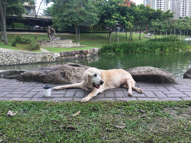 Gp - Labrador Retriever Dog