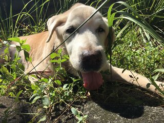 Gp - Labrador Retriever Dog