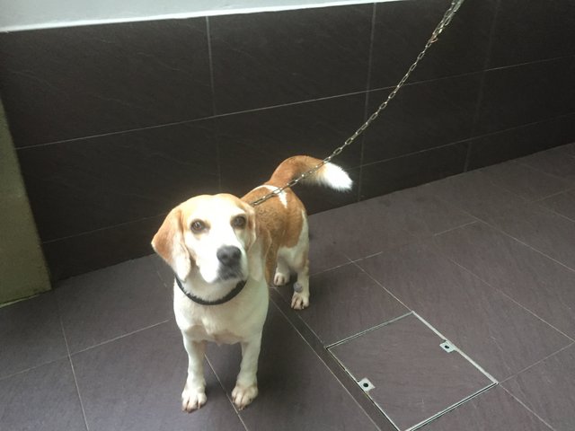 Beagle - Beagle Dog