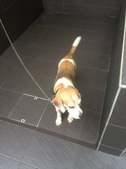 Beagle - Beagle Dog