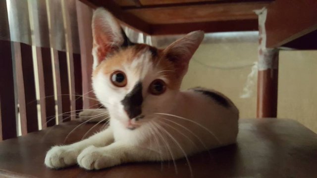 Niko - Domestic Short Hair Cat