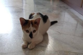 Niko - Domestic Short Hair Cat