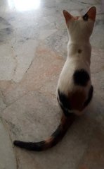 Niko - Domestic Short Hair Cat
