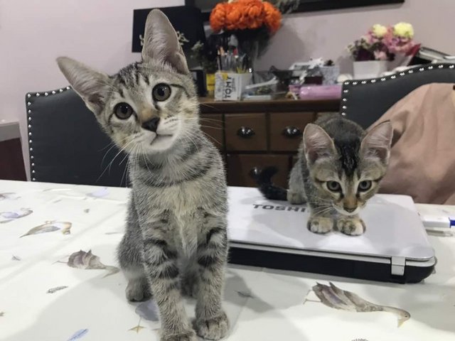 Wolfie &amp; Luna - Domestic Short Hair Cat