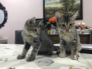 Wolfie &amp; Luna - Domestic Short Hair Cat