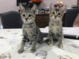 Wolfie &amp; Luna - Domestic Short Hair Cat