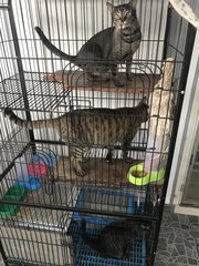 3 Cats - Domestic Short Hair Cat