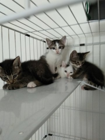 Abcd Kittens - Tabby + Domestic Short Hair Cat