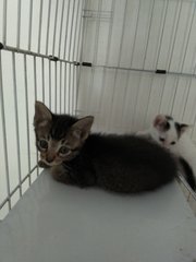 Abcd Kittens - Tabby + Domestic Short Hair Cat