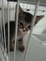 Abcd Kittens - Tabby + Domestic Short Hair Cat