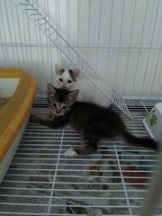 Abcd Kittens - Tabby + Domestic Short Hair Cat