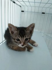 Abcd Kittens - Tabby + Domestic Short Hair Cat