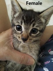 Abcd Kittens - Tabby + Domestic Short Hair Cat