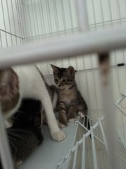 Abcd Kittens - Tabby + Domestic Short Hair Cat