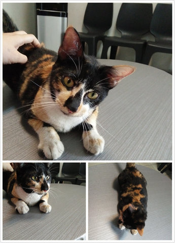 Otata(Pls Read Description) - Domestic Short Hair Cat