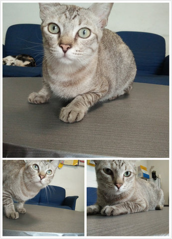 Meimei(Pls Read Description) - Domestic Short Hair Cat