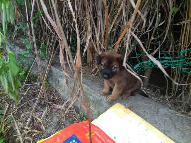 Wangki - Mixed Breed Dog