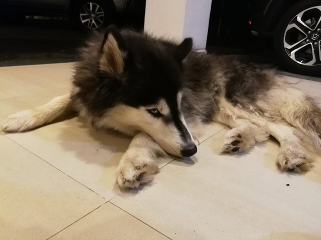 Husky - Siberian Husky + Husky Dog