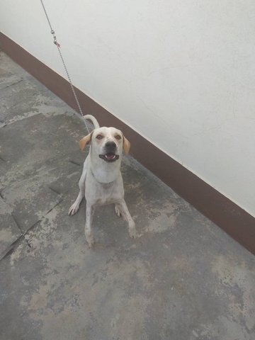 Puppy - Jack Russell Terrier Mix Dog