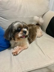 Honey - Shih Tzu Dog