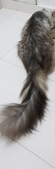 His long and furry tail