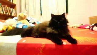 Nan Nan - Siberian + Domestic Long Hair Cat