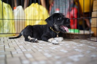 Toby - Terrier Mix Dog