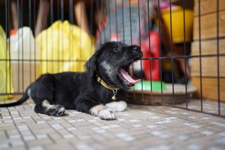 Toby - Terrier Mix Dog