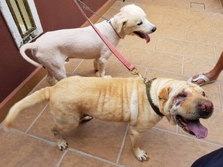 PF86604 - Shar Pei + Samoyed Dog