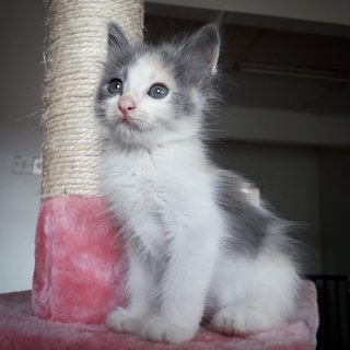 ❤ Jamaica Kiss ❤ - Domestic Long Hair + Russian Blue Cat