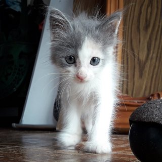 ❤ Jamaica Kiss ❤ - Domestic Long Hair + Russian Blue Cat