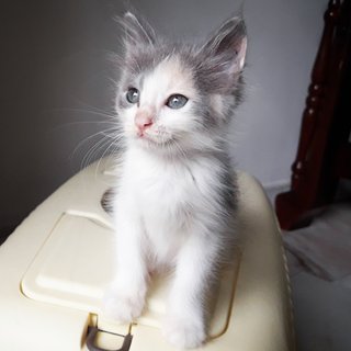 ❤ Jamaica Kiss ❤ - Domestic Long Hair + Russian Blue Cat