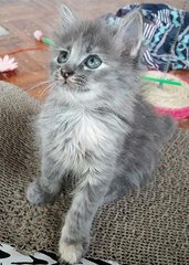 ❤ Zabelle Queen ❤ - Russian Blue + Domestic Long Hair Cat