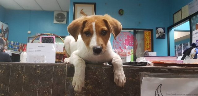 Ben - Jack Russell Terrier Mix Dog