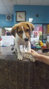 Ben - Jack Russell Terrier Mix Dog