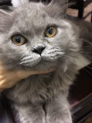 Silver - Persian + Domestic Long Hair Cat