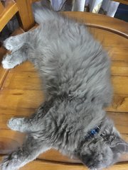 Silver - Persian + Domestic Long Hair Cat