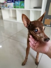 Unknow - Mixed Breed Dog