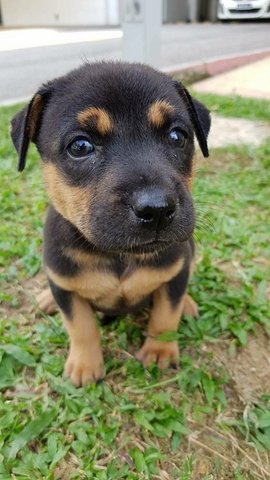 H1 - Mixed Breed Dog