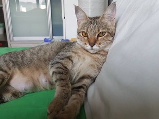 Sandy - Domestic Short Hair + Singapura Cat