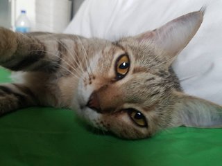 Sandy - Domestic Short Hair + Singapura Cat