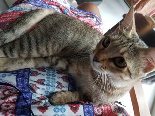 Sandy - Domestic Short Hair + Singapura Cat